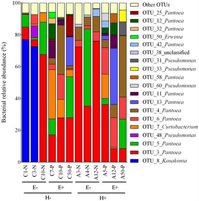 Epichloë Fungal Endophytes Influence Seed-Associated Bacterial Communities